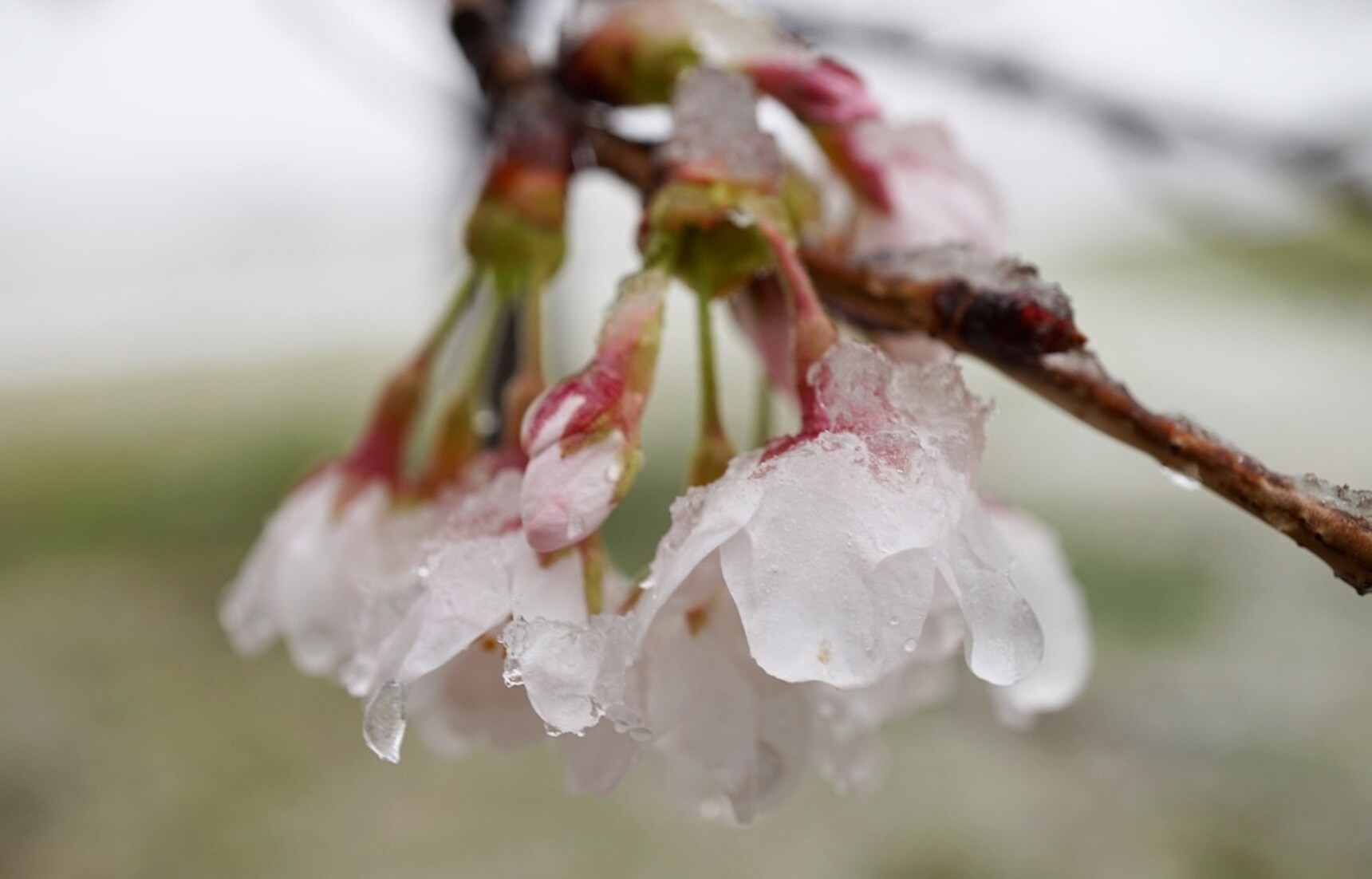 Tokyo's Beautiful 'Sakura' Winter Wonderland