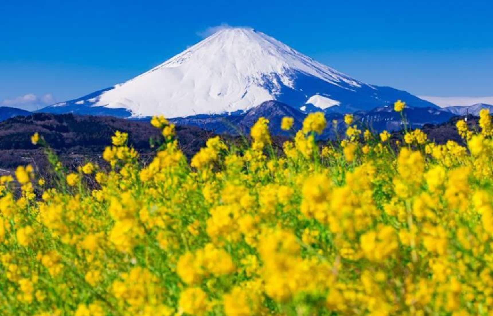 30 Spectacular Flower Spots in Japan