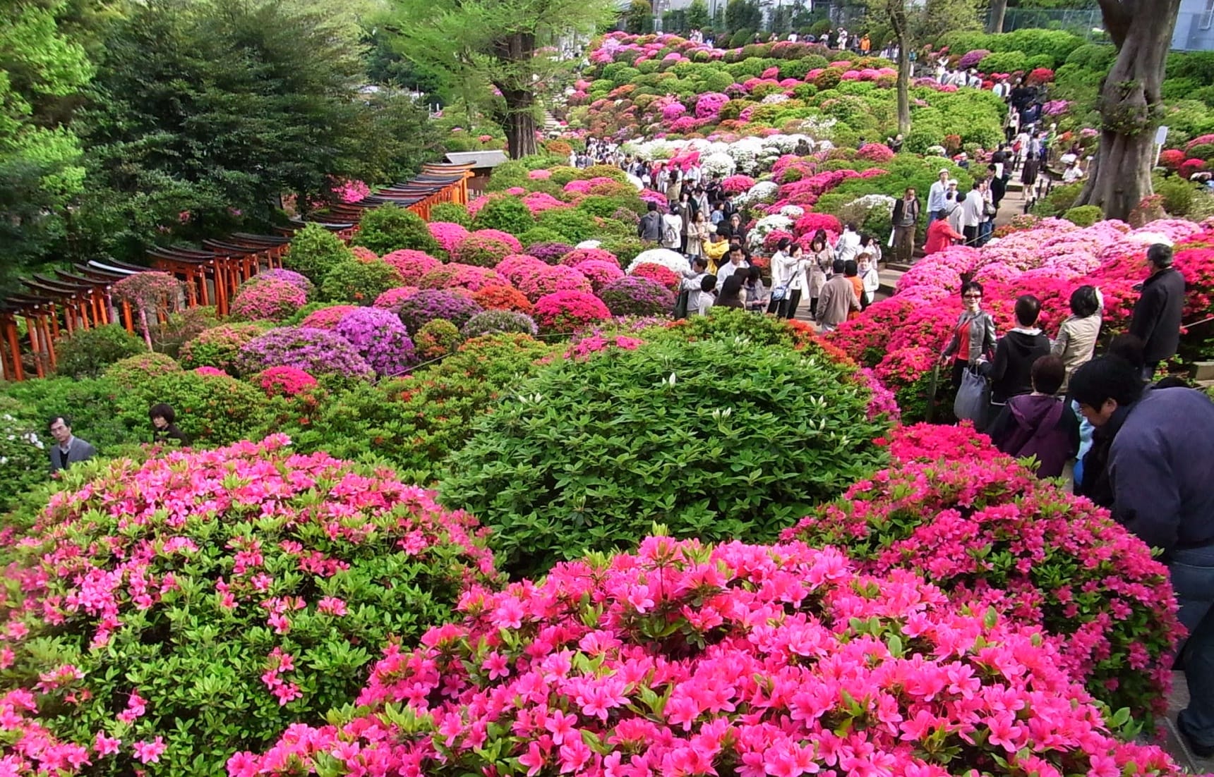 5 อันดับเทศกาลชมดอกไม้ญี่ปุ่นที่ห้ามพลาด!