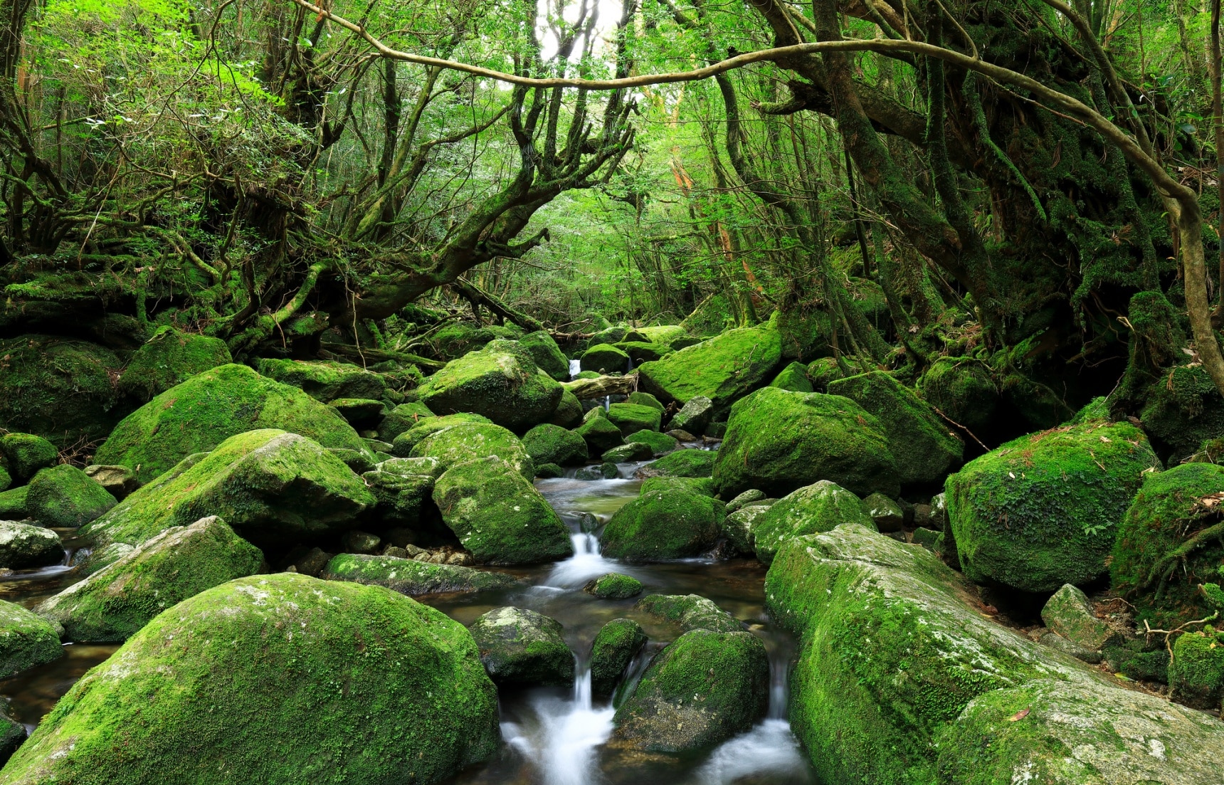 鹿兒島自由行 屏住呼吸 到原始森林秘境 屋久島 擁抱自然享受最美的感動 All About Japan