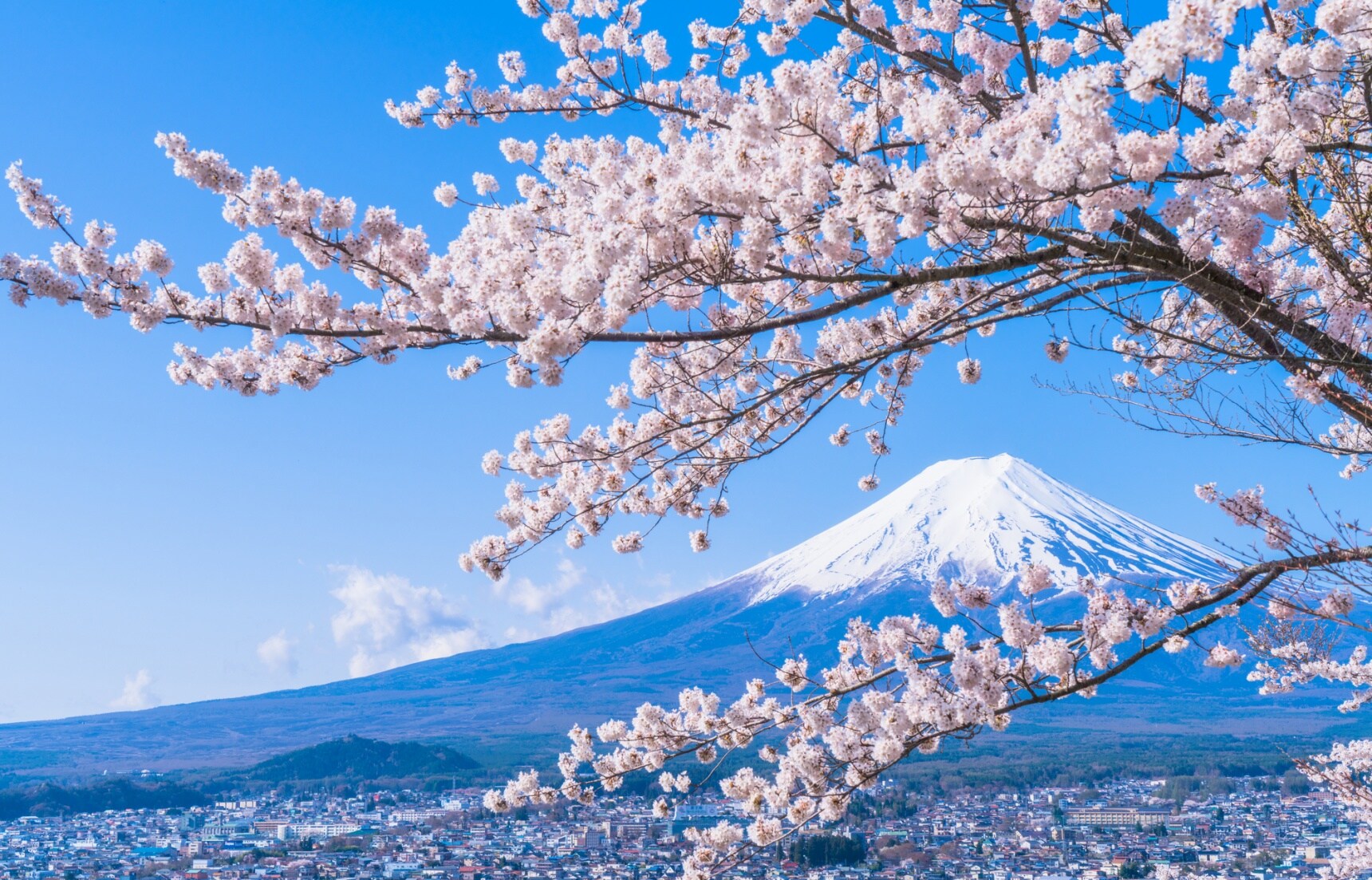 Updated 2019 Cherry Blossom Forecast All About Japan