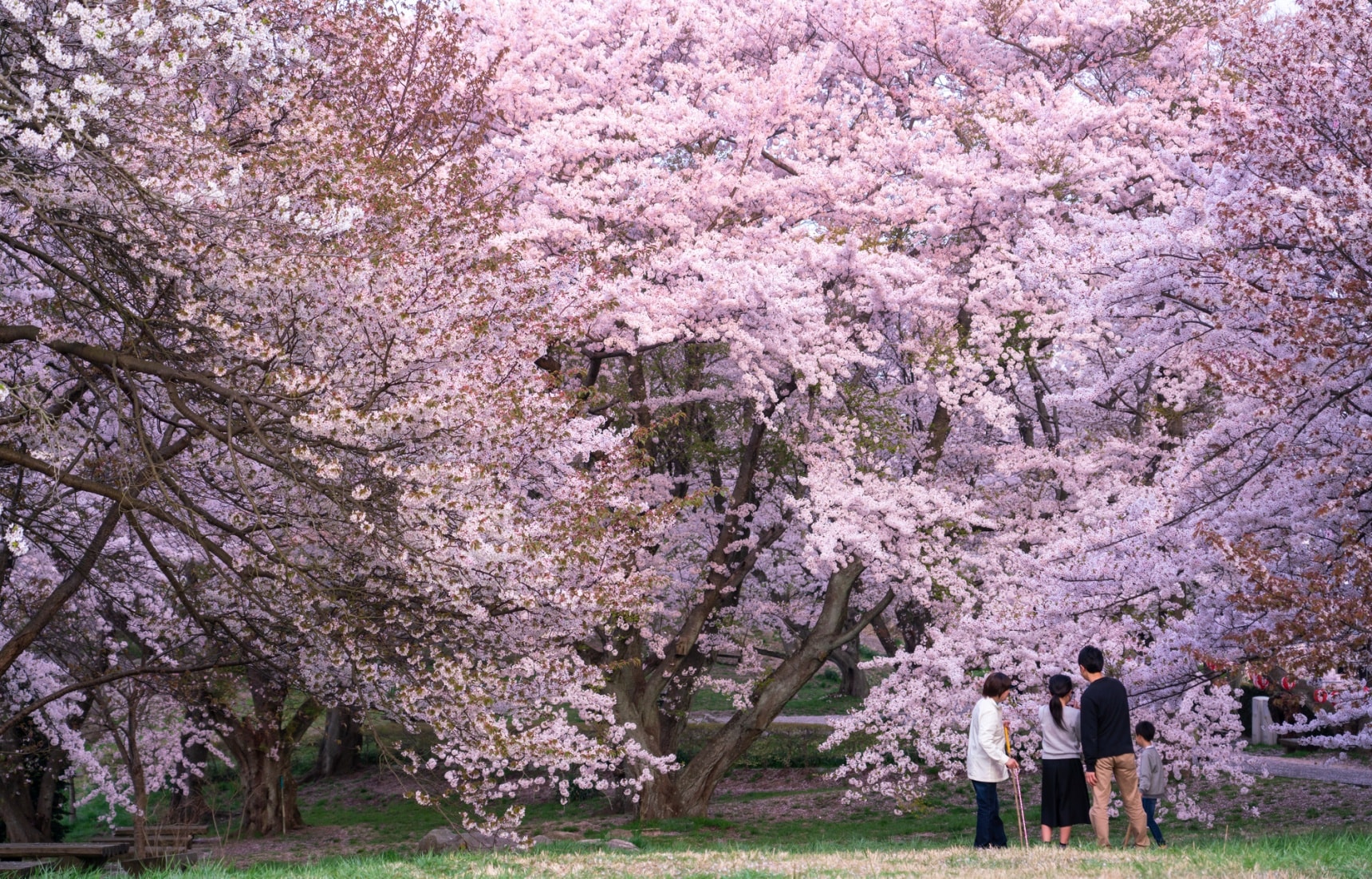 Incredible Cherry Blossoms in Kagawa