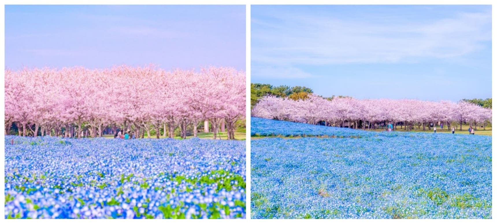 Flowers & Sakura at Seaside Park in Fukuoka