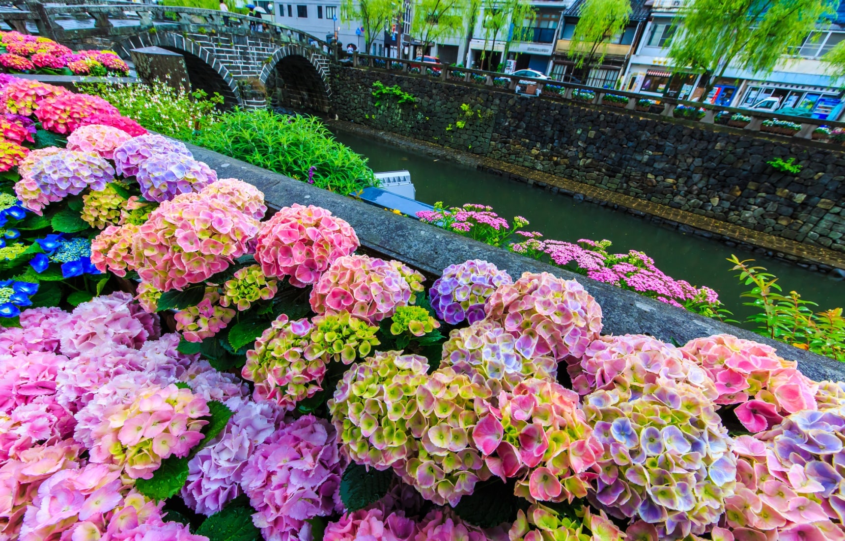 日本梅雨季限定 丟掉濕熱迎接繽紛的紫陽花 All About Japan