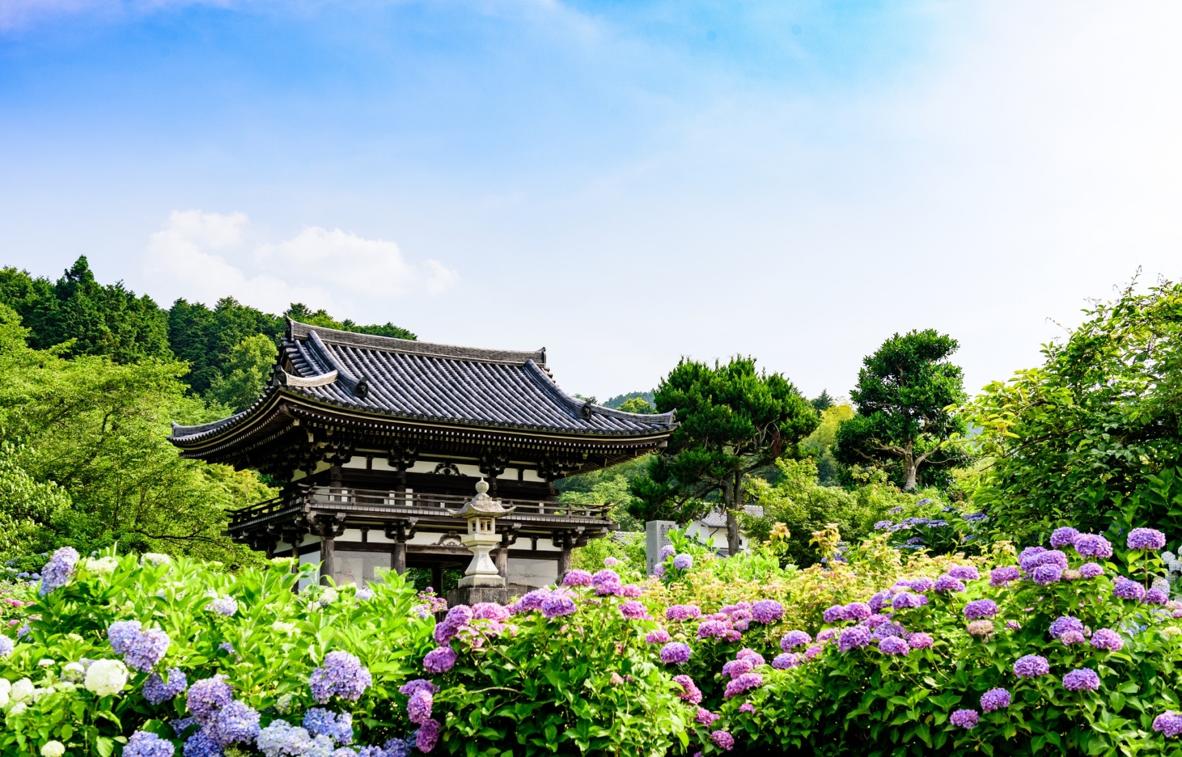 Top 10 Hydrangea Flower Spots In Kyoto All About Japan