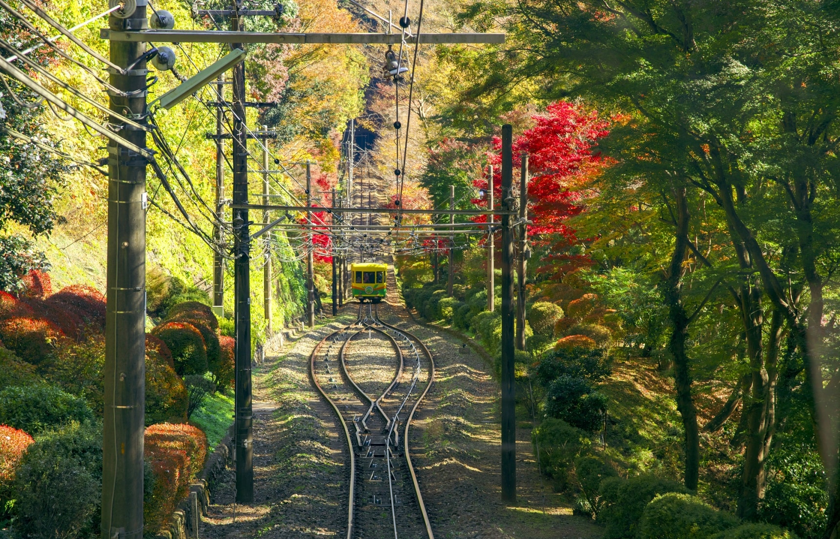 日本秋天賞楓上哪去?獨樹一格的東京郊區銀杏楓紅景點