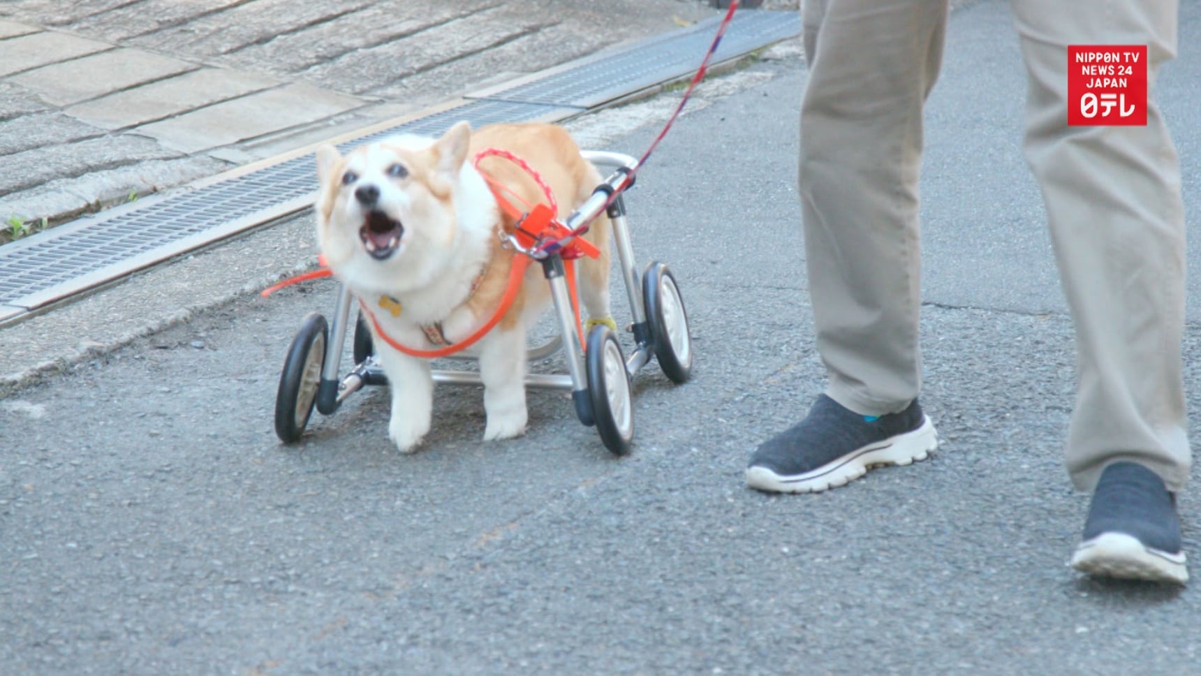 Wheelchairs for Dogs Rolling out in Osaka