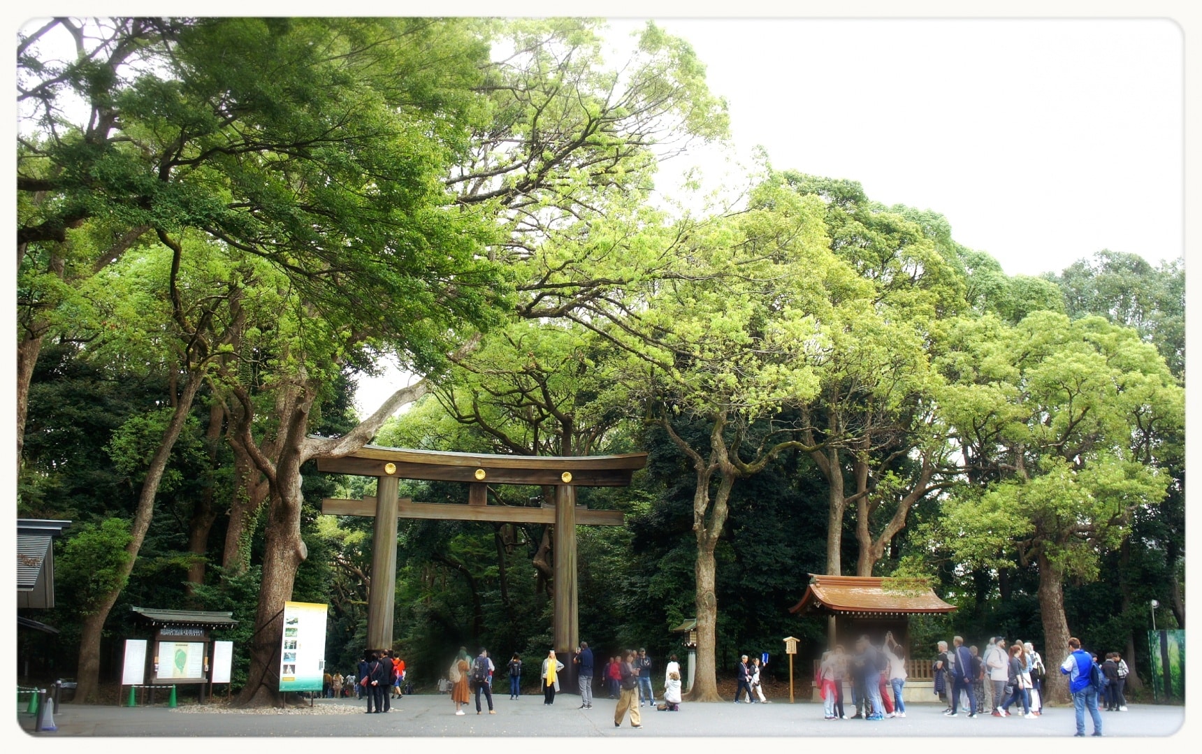 【東京深度之旅】 沐浴在「明治神宮」的森林芬多精中，順道帶走滿滿的正能量
