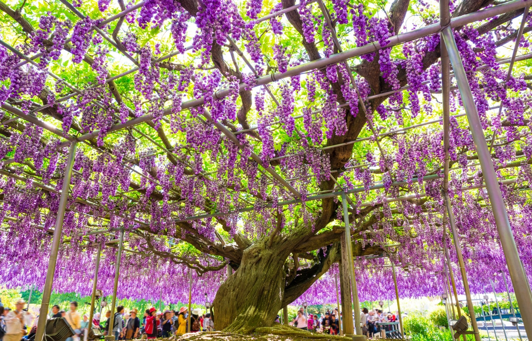 【東京近郊小旅行】到栃木「足立花卉公園」探訪比春櫻更有看頭的紫藤花海