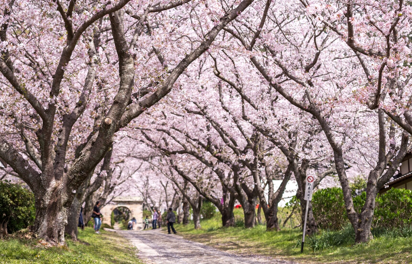 【佐賀】春之饗宴！元氣佐賀的5大賞櫻景點
