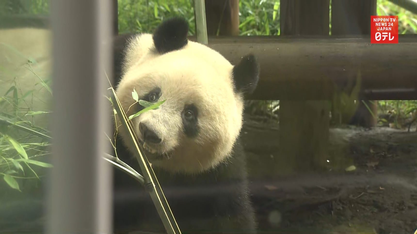 Tokyo’s Ueno Zoo Reopens