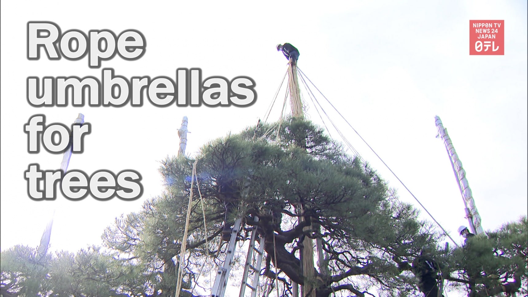 See How Trees Get Their Winter Rope Umbrellas