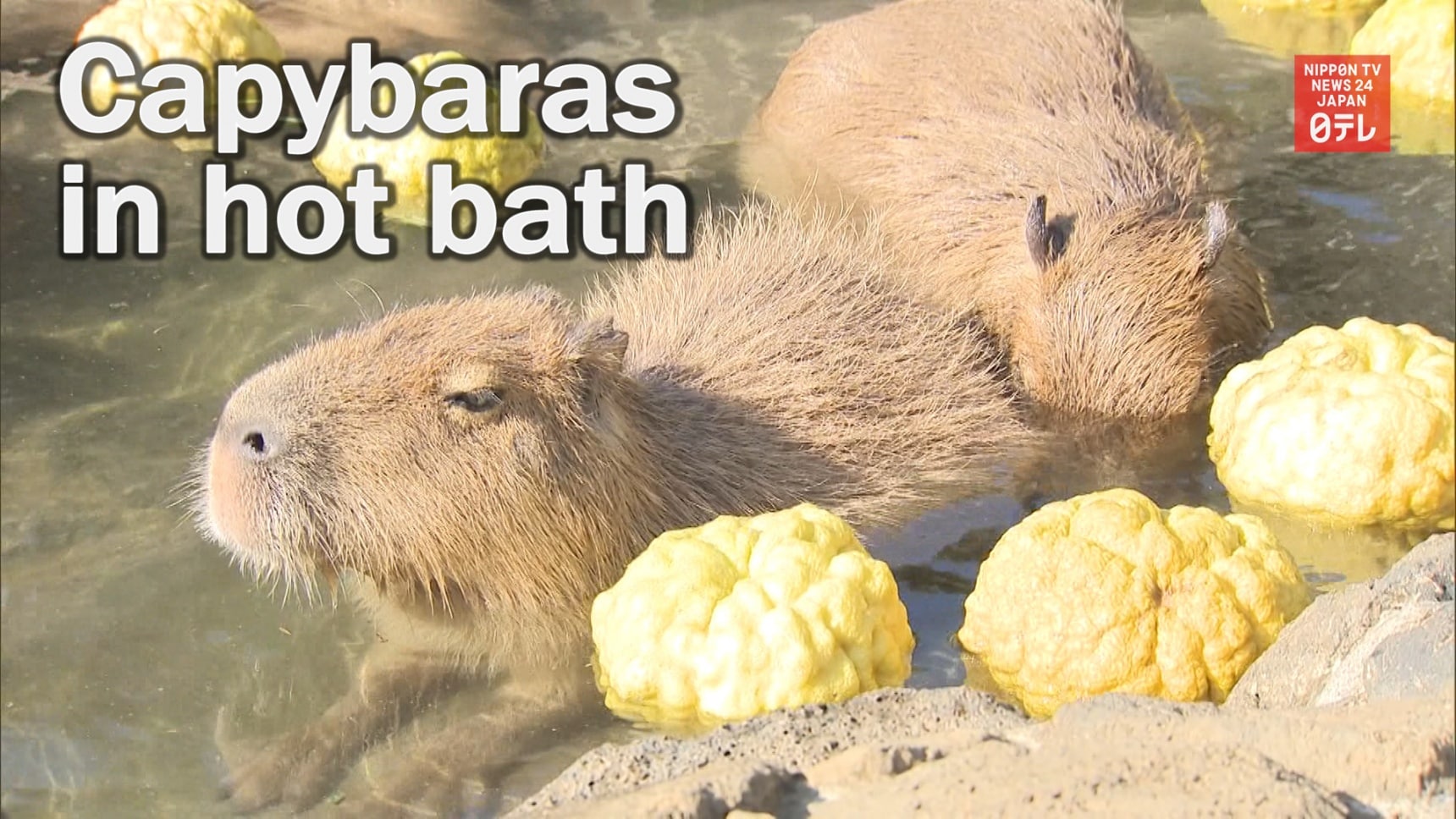 Adorable Capybaras Enjoy Relaxing Soak