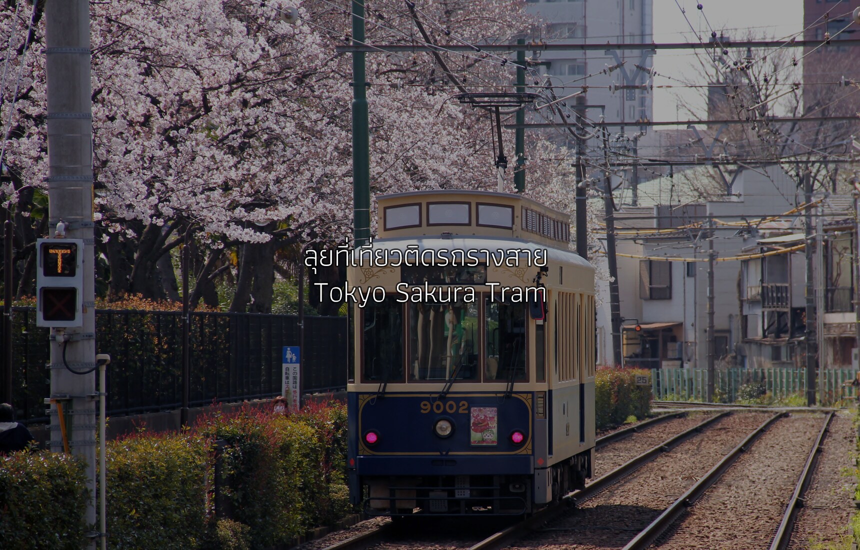 ลุยที่เที่ยวติดรถรางสาย Tokyo Sakura Tram