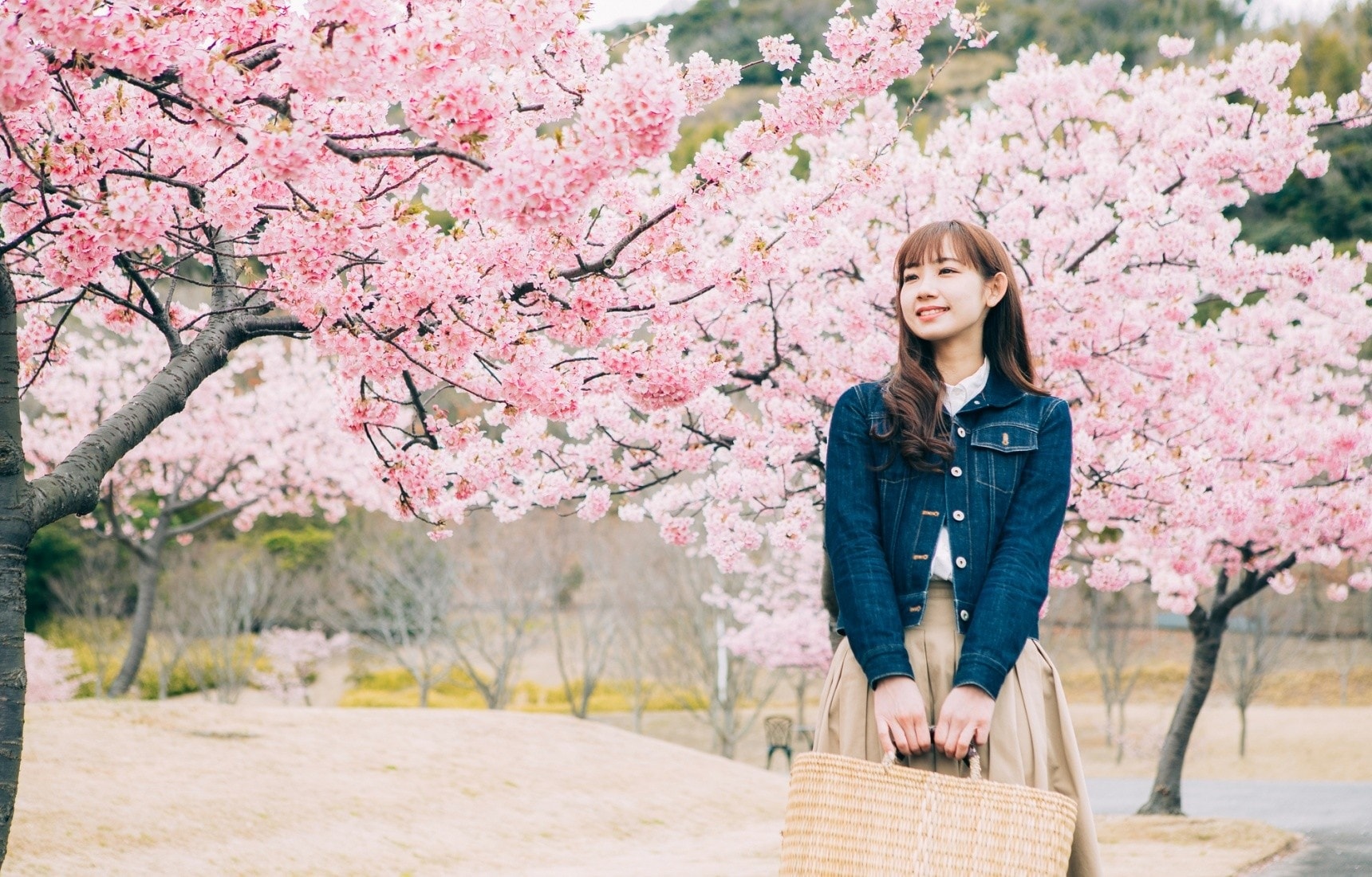 【深度日本】日本史上首次花見的主角不是櫻花而是梅花