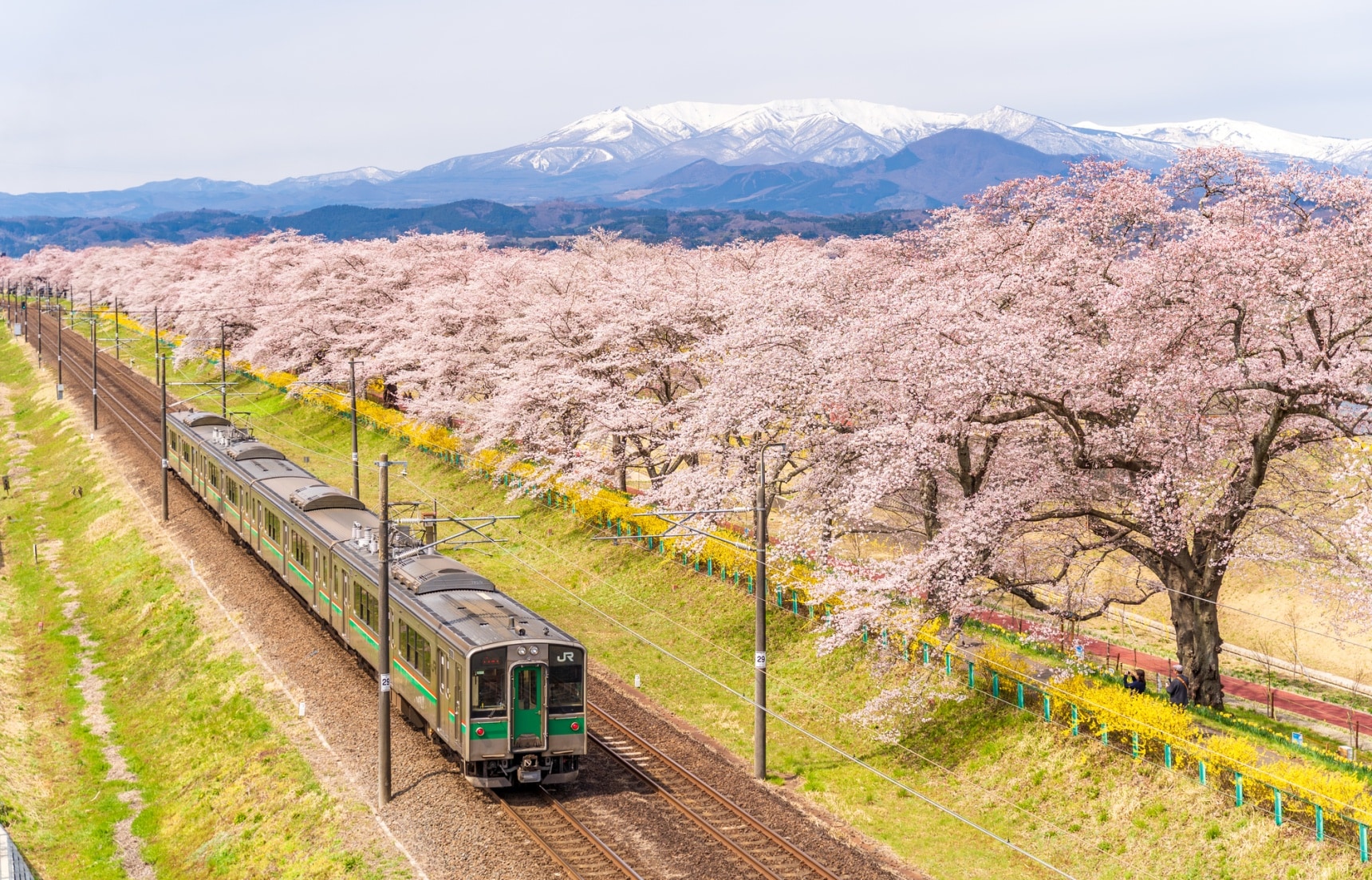 不只是賞櫻！利用JR 東日本鐵路周遊券，輕鬆將春天各種競演同框