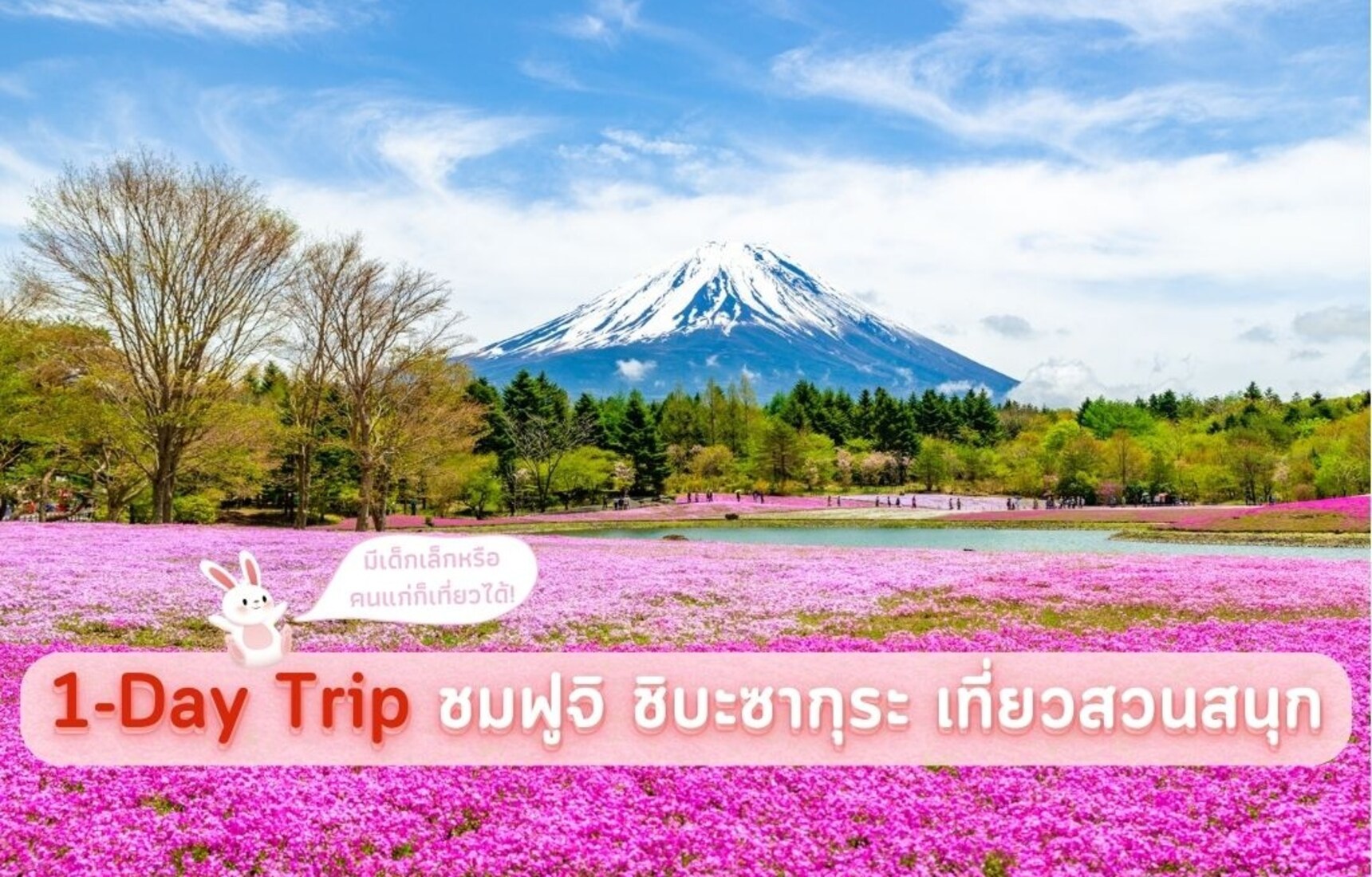 ตัวอย่าง 1-Day Trip ชมภูเขาไฟฟูจิ ทุ่งดอกชิบะซากุระ และสวนสนุก Fuji-Q Highland
