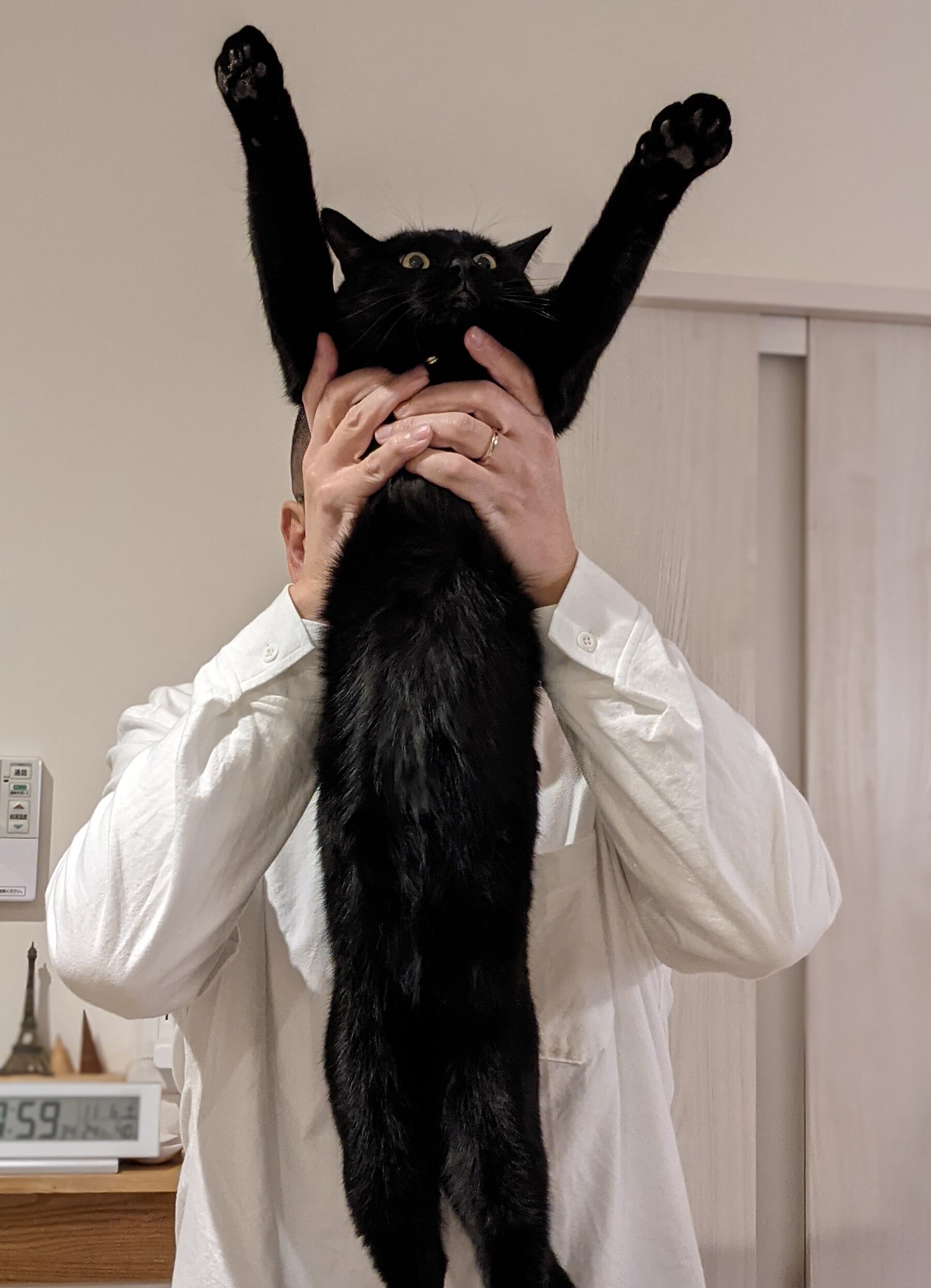 画像出典：『猫は奇跡』（佐竹茉莉子・著／辰巳出版）