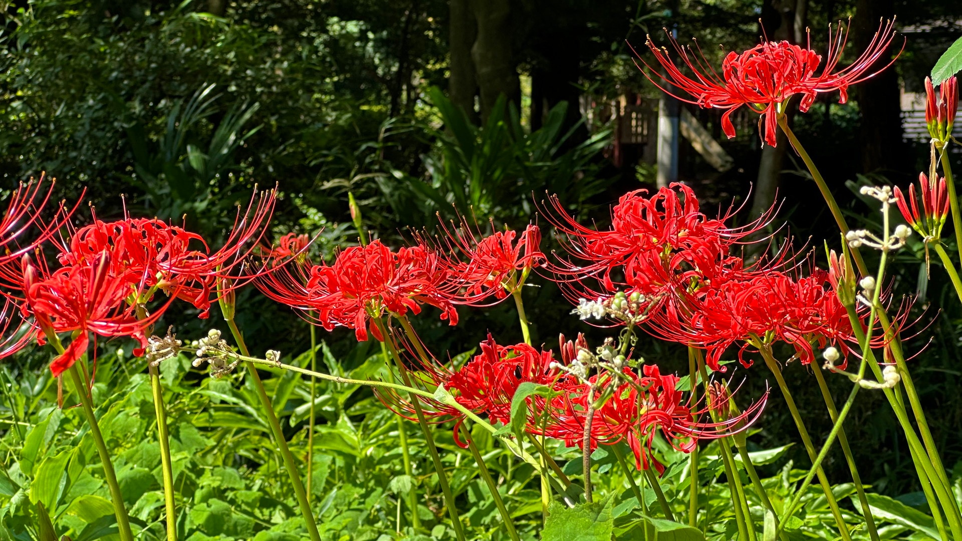 石神井公園の写真