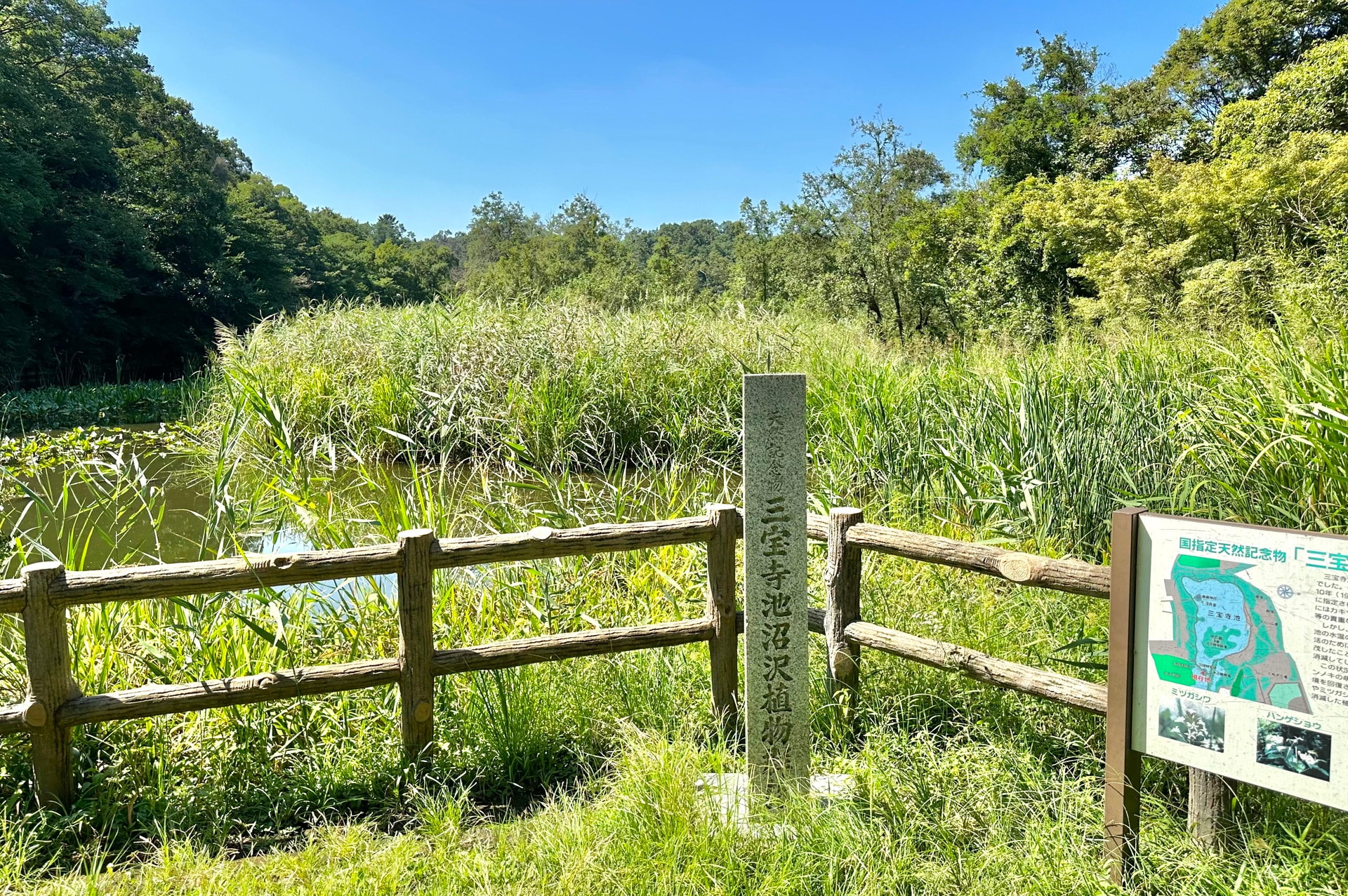 石神井公園の写真