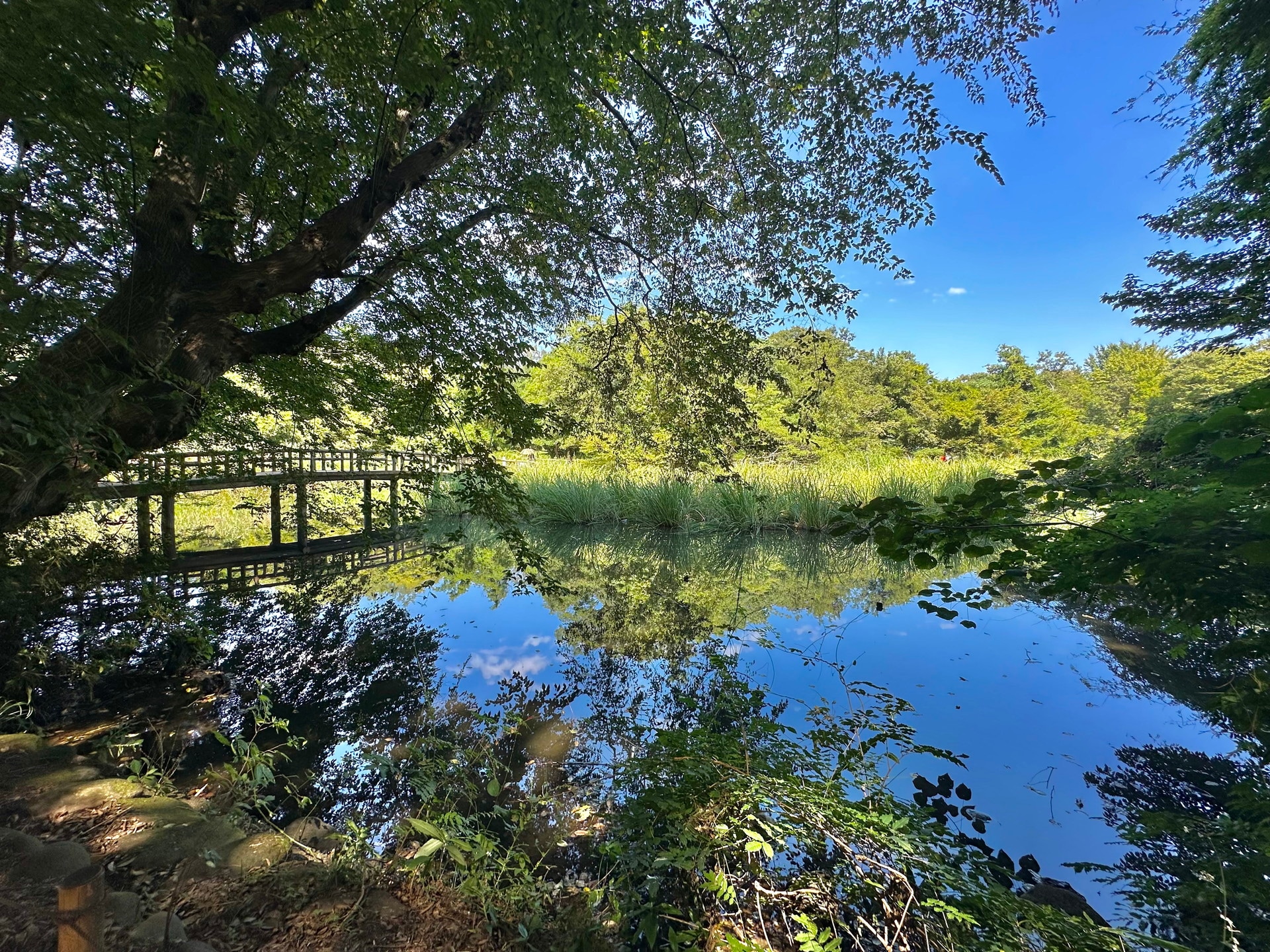 石神井公園の写真