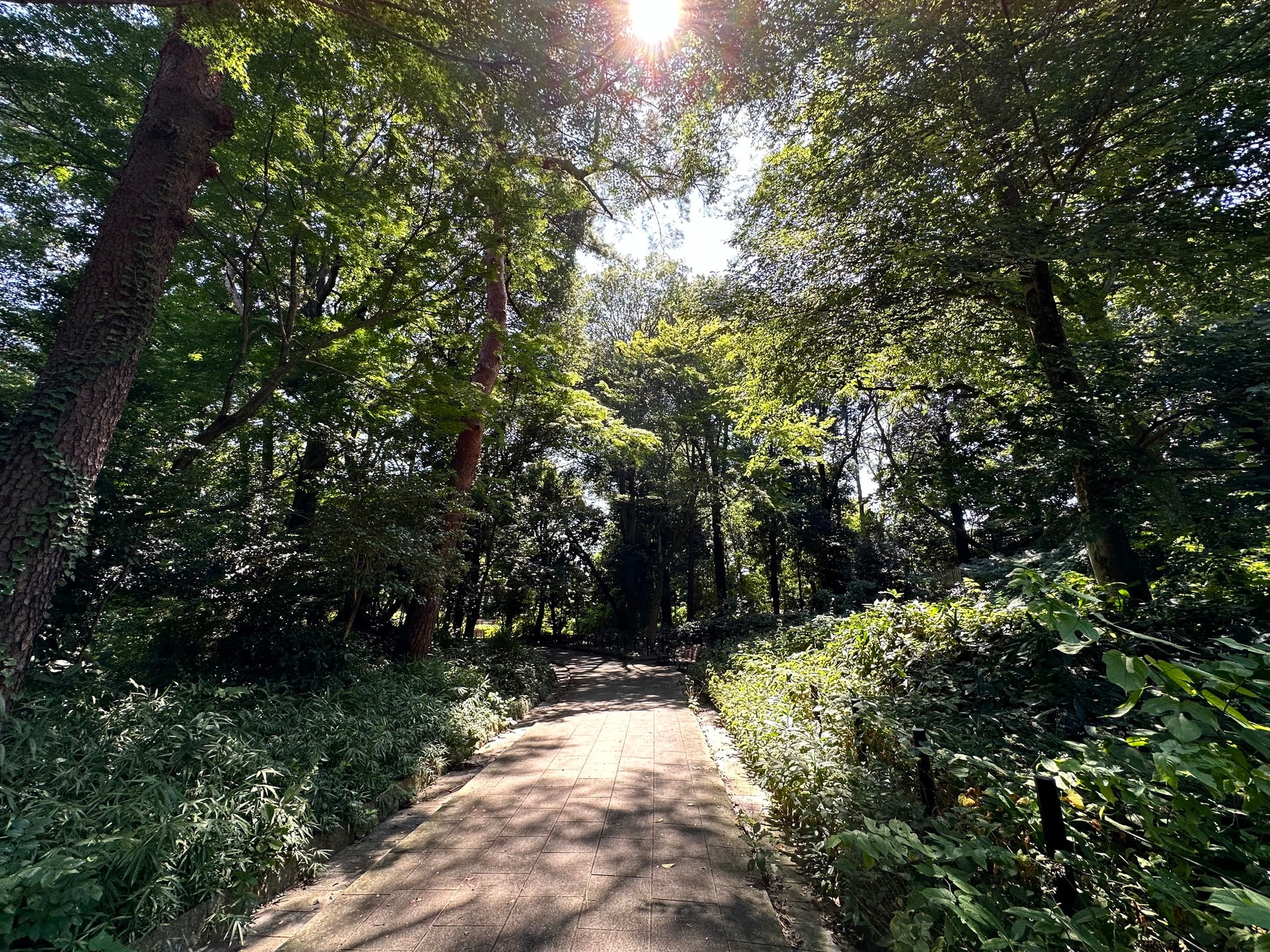 石神井公園の写真