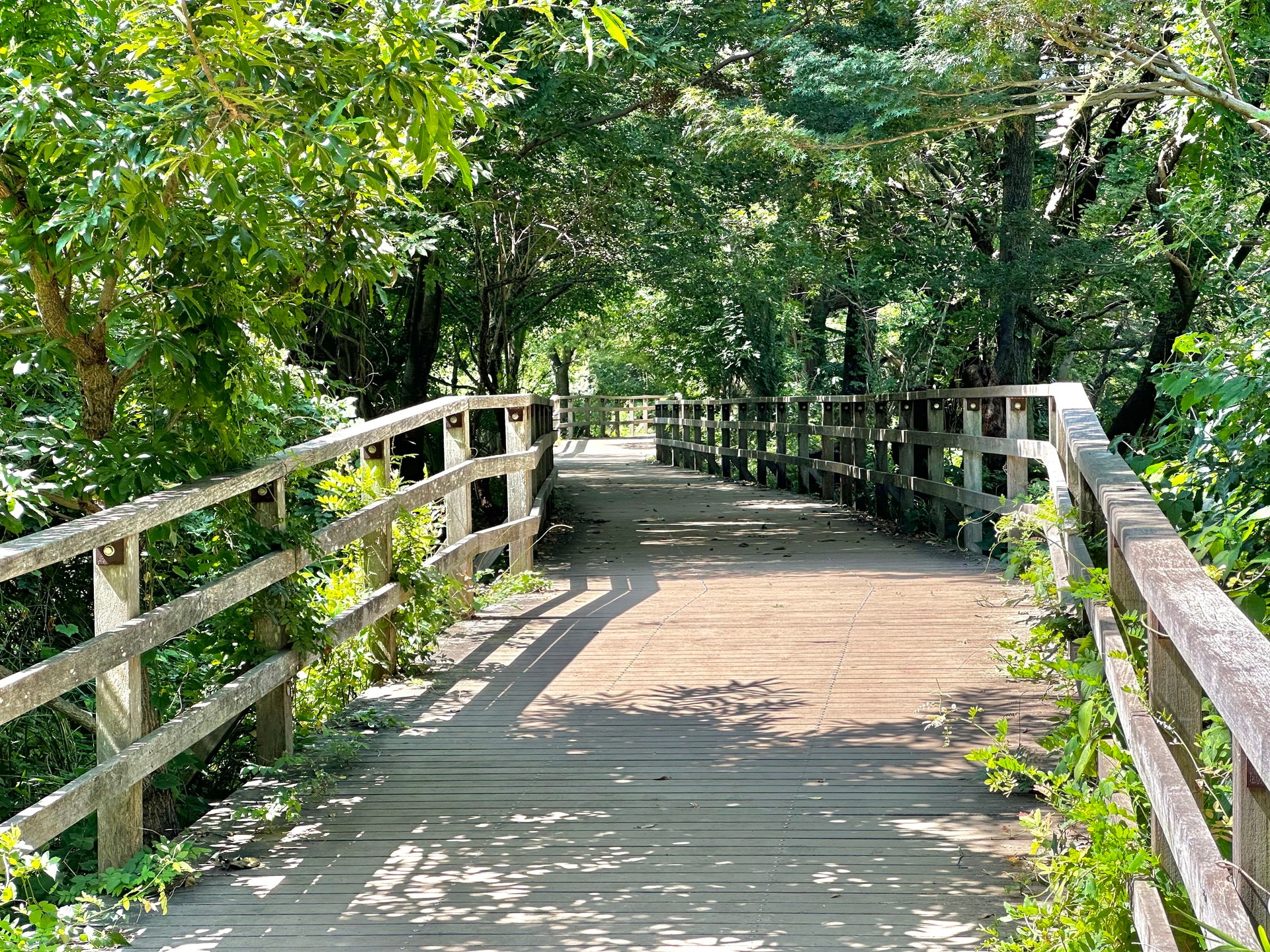 石神井公園の写真