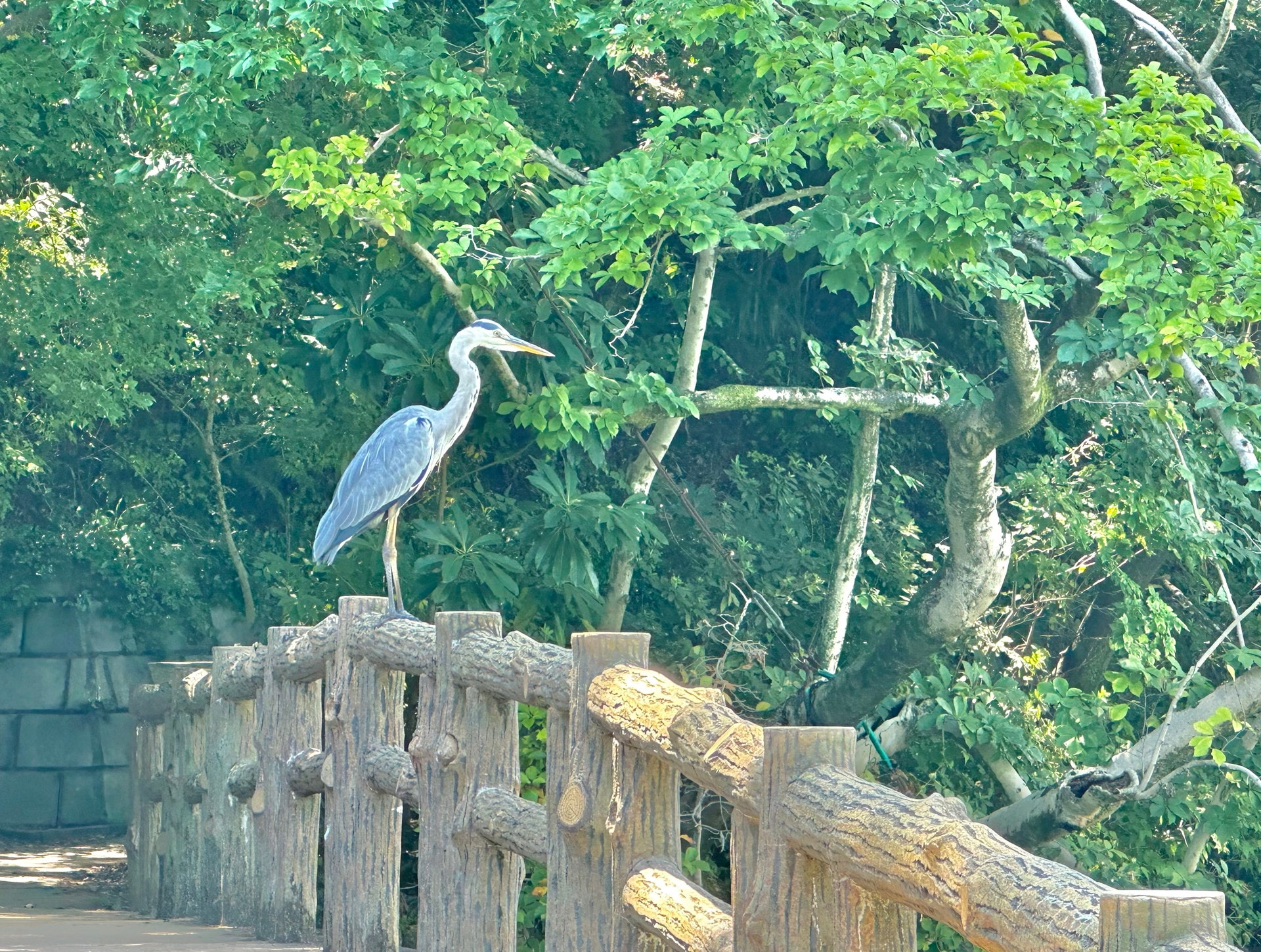 石神井公園の写真