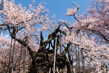 日本三大桜・五大桜はどこにある？一度は見たい桜名所