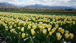 富山の奇跡の絶景！ 雪山、桜、菜の花、チューリップが織りなす「春の四重奏」