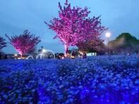 東京・舎人公園でネモフィラの絶景を！ 昼も夜も美しい「青い花畑」への誘い
