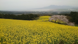 一度は見たい春の絶景！ 海と山を背景に10万本の菜の花と桜が咲き誇る、長崎・白木峰高原