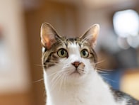 「家族に迎え入れたい生き物」ランキング！ 3位「ウサギ」、2位「ネコ」、1位はやはり……？