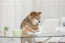 好きな犬YouTubeチャンネルランキング！ 「柴犬りんご郎」を抑えた1位は？