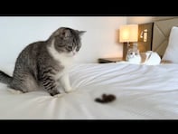超人気猫系YouTuber、高級ホテルで猫がベッドに排泄した動画が大炎上「タイトルだけでかわいそう」「見てられない」