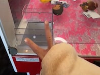 松井玲奈、クレーンゲームがうますぎる姿が話題に！ 「お見事」「一回でとれたの～!?」