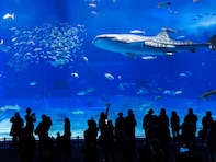 「外国人に人気の動物園・水族館」ランキング！ 2位「沖縄美ら海水族館」を抑えた1位は？