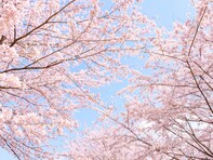 「桜を見に行きたい」と思う都道府県ランキング！ 1位「京都府」、2位は？