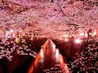 「夜桜がきれい」だと思う都道府県ランキング！ 2位「京都府」を抑えた1位は？