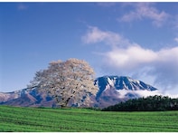 「会いに行きたい一本桜」ランキング！ 2位は岩手県の「小岩井農場の一本桜」、1位は？