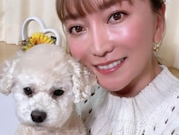 加藤綾菜、愛犬が夫・加藤茶に似ていると話題に！ 「カトちゃんにソックリ」「すごく似ている。かわいい」