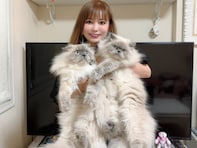中川翔子、“巨大0歳児”猫とのスリーショットに「もふもふが過ぎるw」「ギザカワユスぎてやば」の声！