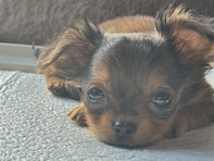 上野樹里、「新しい家族が増えました」と報告！ 2023年6月に永眠した愛犬の「生まれ変わりか」との声も