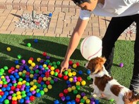 大谷翔平、デコピンと遊ぶ姿に「嬉しさ爆発」「パパの顔を見るところがめちゃくちゃ愛らしい」反響！