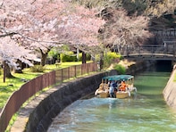滋賀で人気の「桜の名所」ランキング！ 「琵琶湖疏水」を抑えた1位は？