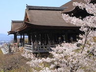 京都で人気の「桜の名所」ランキング！ 「清水寺」を抑えた1位は？