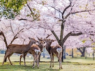 奈良で人気の「桜の名所」ランキング！ 「奈良公園」を抑えた1位は？
