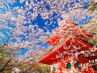 和歌山で人気の「桜の名所」ランキング！ 「紀三井寺」を抑えた1位は？