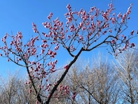 「病室が狭いっ！」石橋貴明の長女、食道がん公表した父の現状明かし「元気なので」「皆様安心して」と呼び掛け！