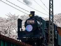静岡で人気の「桜の名所」ランキング！ 「家山の桜トンネル」を抑えた1位は？